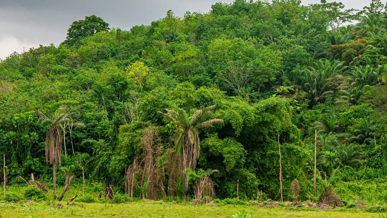 Humans Lived in West African Rainforest Around 150,000 Years Ago, Study Finds
