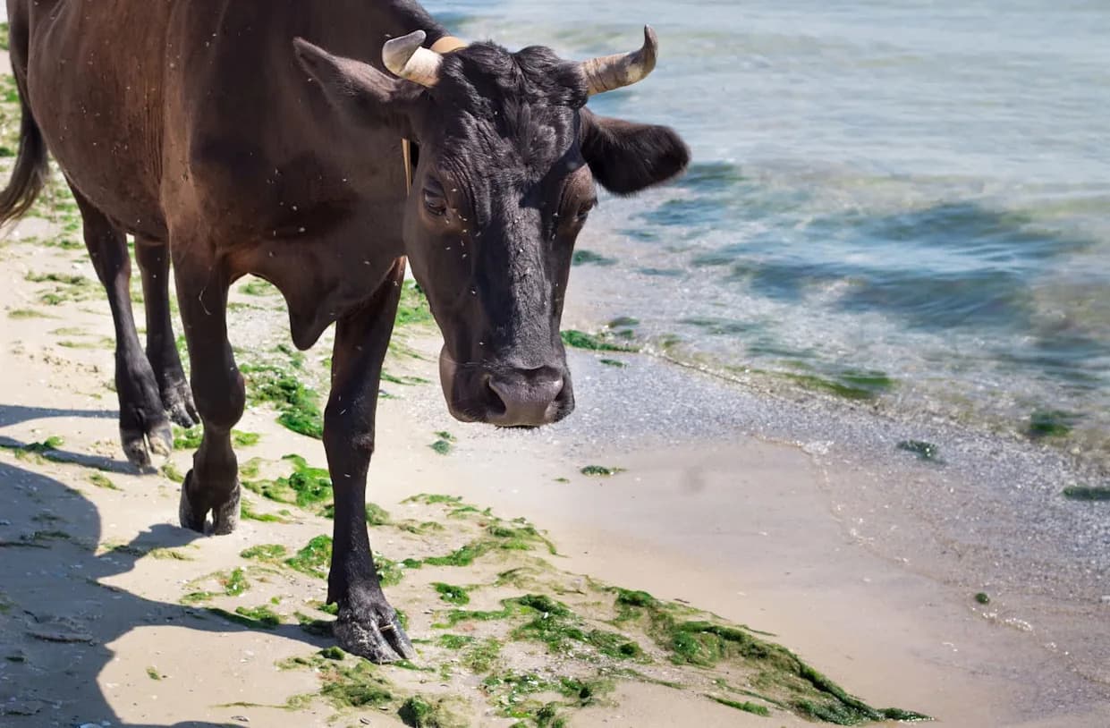 Cows Can Digest Seaweed, Study Shows — A New Feed Option for Climate-Strained Farms