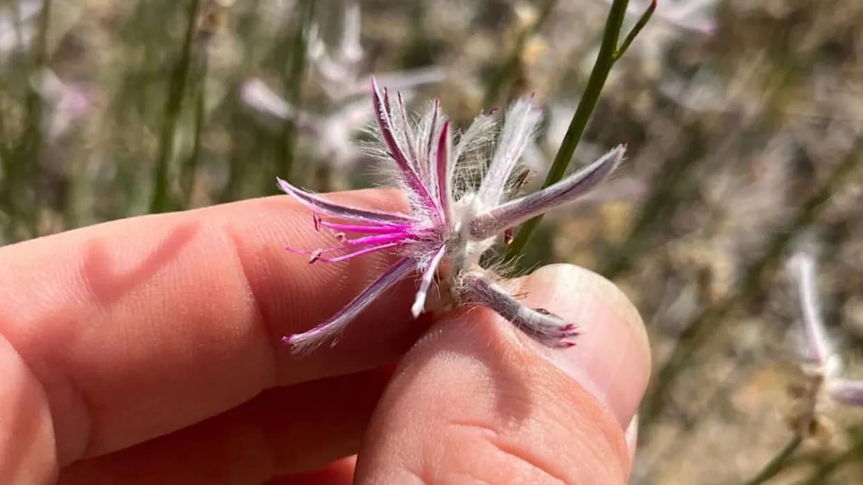Chance Phone Photo from Remote Queensland Reunites Scientists With Plant Missing From the Wild Since 1967