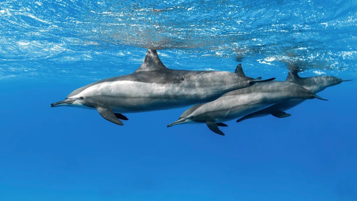 Seawater eDNA Reveals Dolphin Genetic Health — A Noninvasive Way To Monitor Populations