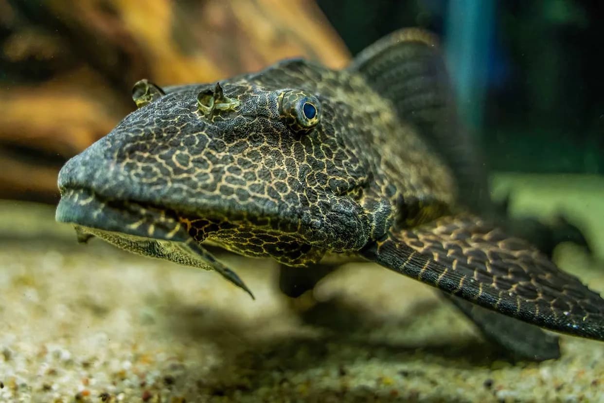 Jakarta Pulls Tons of Invasive 'Janitor Fish' From Waterways — City Aims for 10-Ton Cleanup