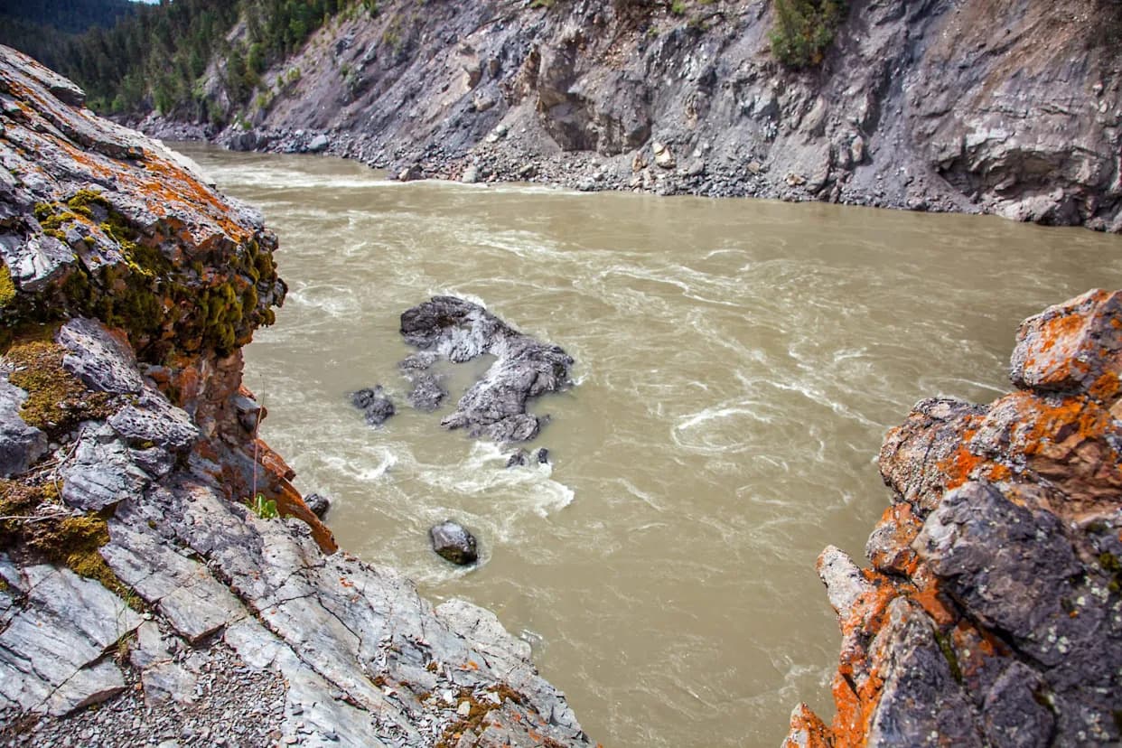 Salmon Living in a 'Chemical Cocktail' as 200+ Contaminants Found in Lower Fraser Estuary