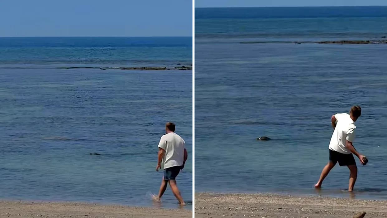 Man Banned From Hawaii Beaches After Video Shows Rock Thrown at Endangered Monk Seal