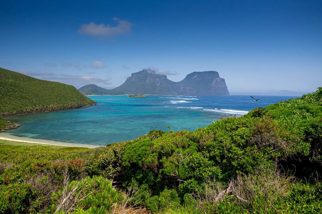 Metallic Stag Beetles Return as Lord Howe Island Invertebrates Surge 60% After Rodent Eradication