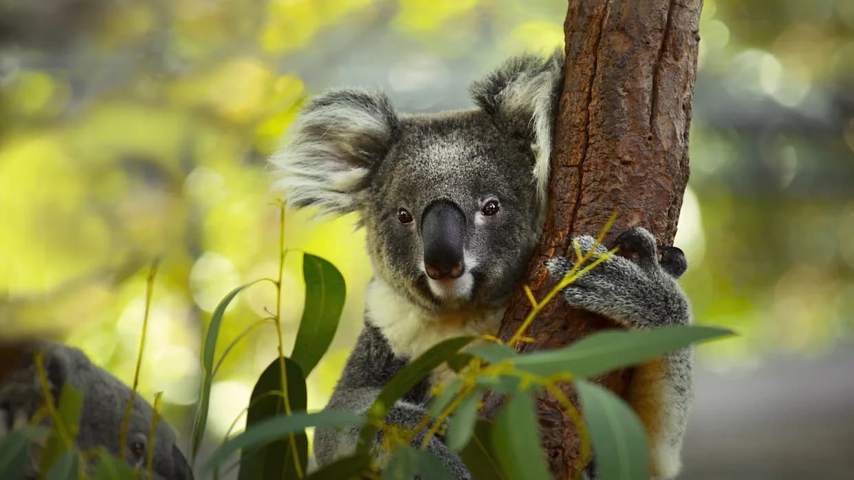 Rising Heat Raises Koala Hospitalizations and Deaths, Study Warns
