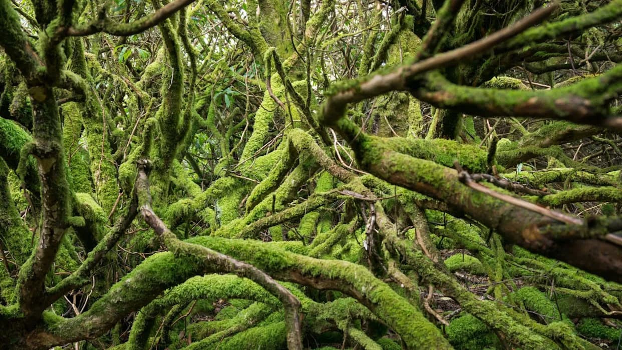 Citizen Scientists Record 1,100+ Species in Scotland’s Fragile Temperate Rainforest
