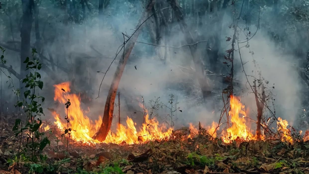 Wildfire Threatens Whooping Crane Nesting Grounds in Wood Buffalo National Park
