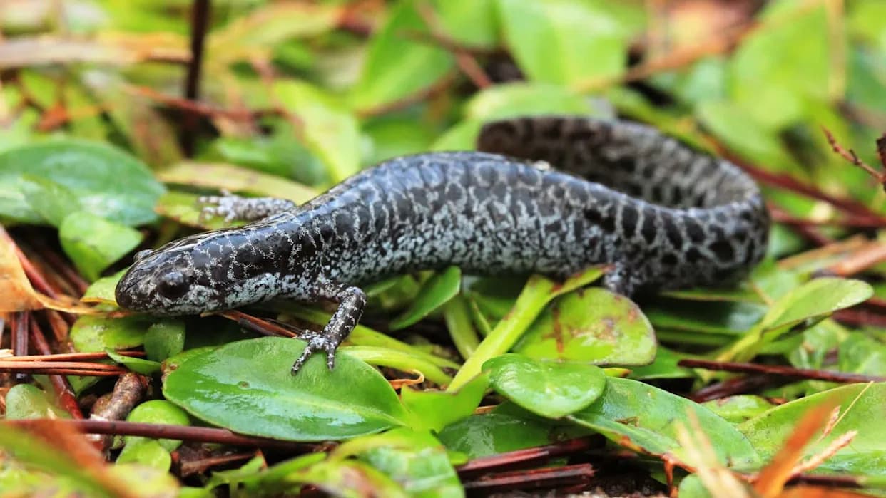 Scientists Scramble in Florida Bogs to Rescue Frosted Flatwoods Salamanders From an Extinction Vortex