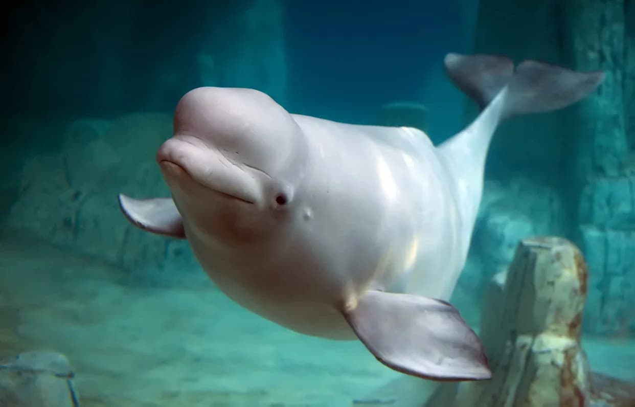 Shipping Noise Is Silencing Cook Inlet Belugas — Threatening Calves and Recovery