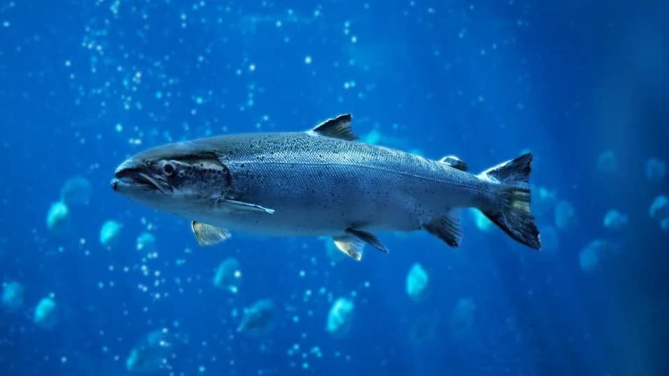 Cocaine In The Water: Metabolite Benzoylecgonine Makes Wild Salmon Roam Farther