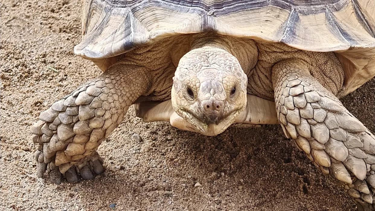 How 500 Tortoises Helped Turn a Patch of the Sahara Green — Visible From Space