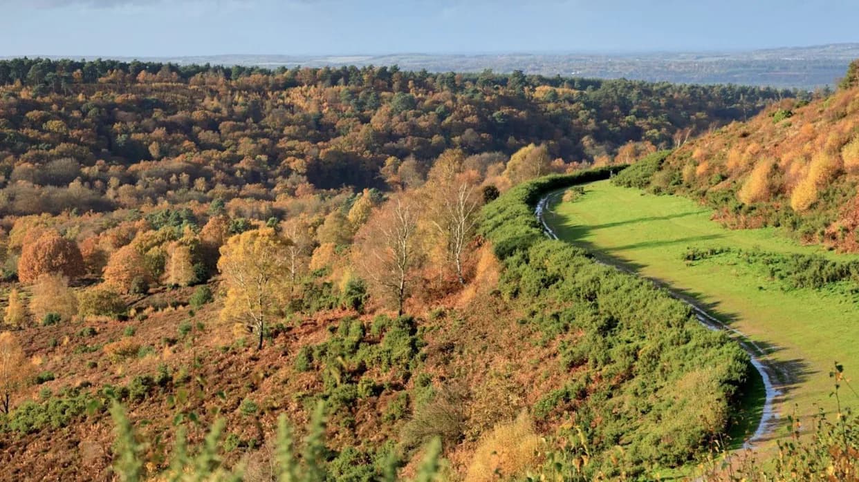 How Removing a Road Rewilded a Rare Heathland: The Hindhead Tunnel Story