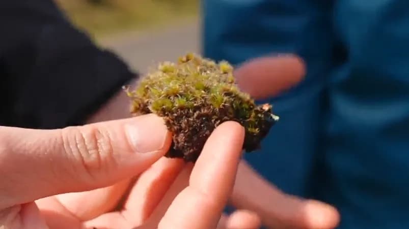 New 'Killer' Fungus Could Help Restore UK Habitats Overrun by Invasive Moss