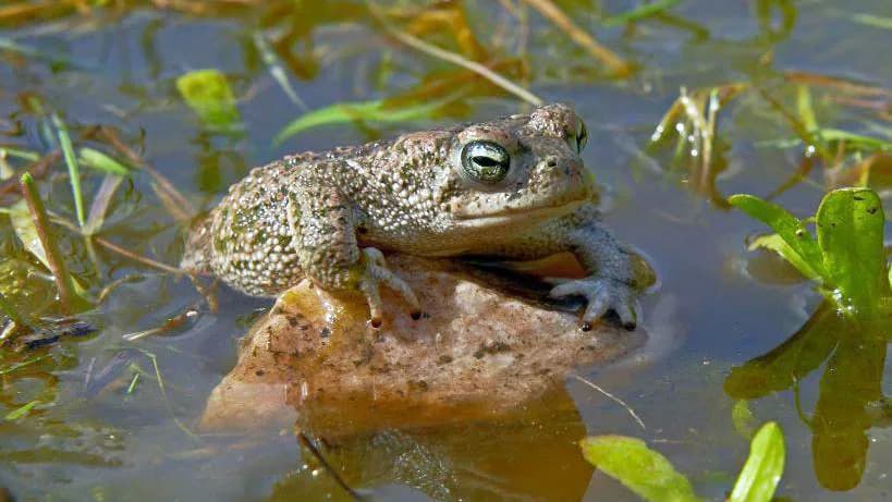 Lethally Salty Ponds Threaten Recovery Of Britain’s Rare Natterjack Toad