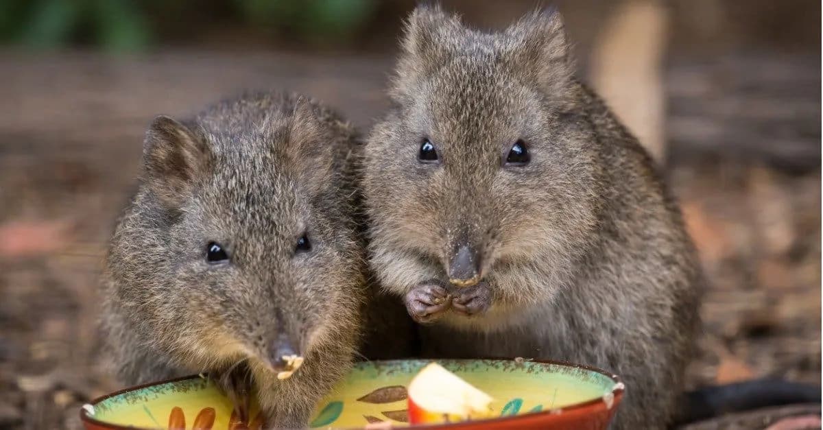 Poop Holds the Key: Scat DNA Could Save the World’s Rarest Marsupial, the Gilbert’s Potoroo