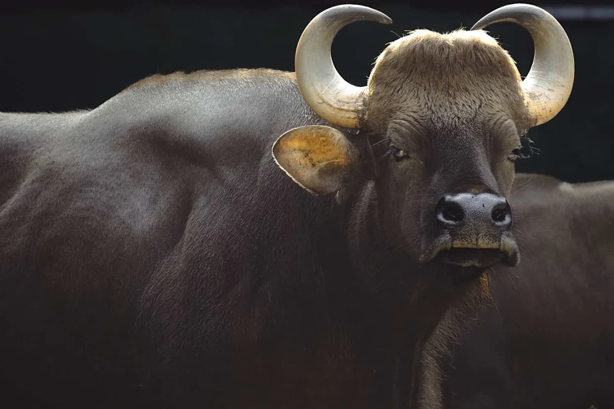 Man Killed and Another Injured in Two Separate Buffalo Attacks During Eid al-Adha in Johor