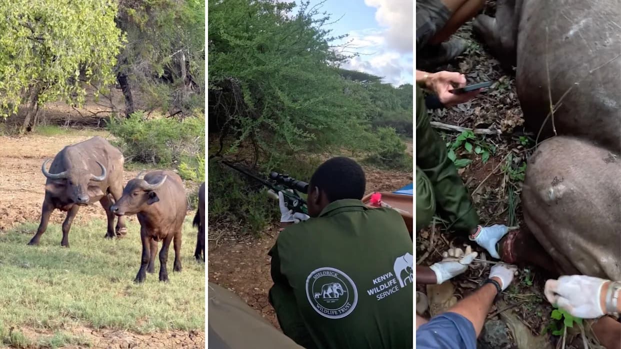 Sky Vets Race the Setting Sun to Free Snared Buffalo and Protect Her Herd