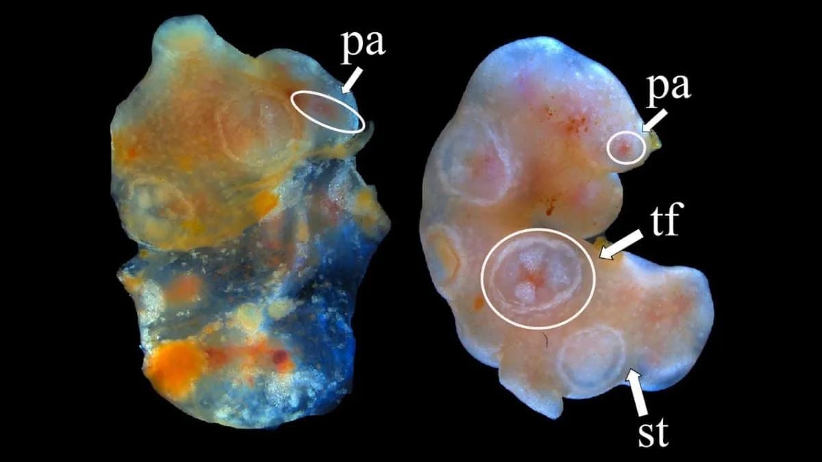 Amputated Sea Cucumber Tissue Survives Years in Seawater — Could It Be 'Indefinitely' Alive?