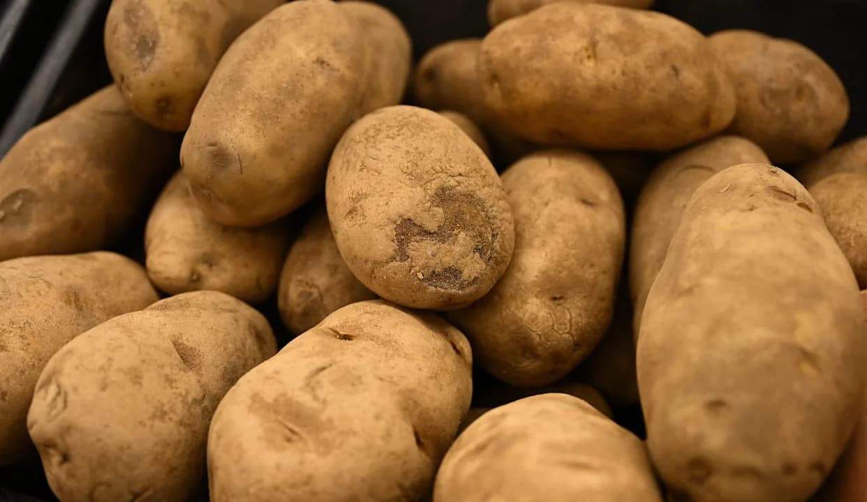 Lawmakers Repeat False Claim That Solar Farms Make Potatoes Unsellable — Evidence Says Otherwise