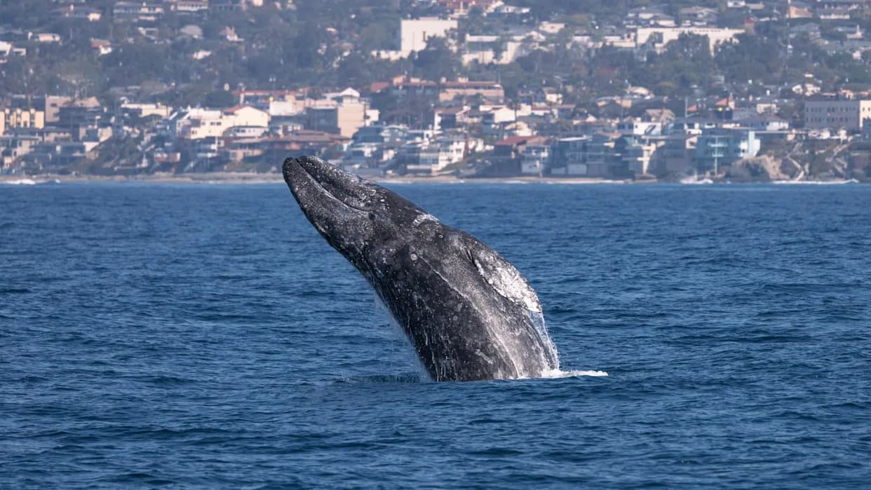 At Least 51 Whales Have Died Off the U.S. West Coast in 2026 — Ship Strikes and Starvation Raised as Major Causes