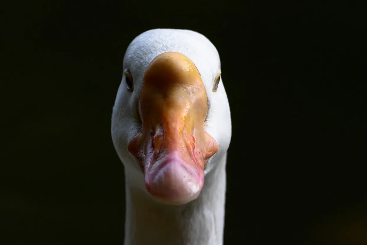 Arkansas Trooper’s Highway Encounter With Geese Spurs FOIA Requests and Federal Wildlife Questions