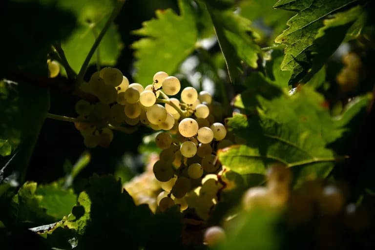 French Vintners Replant Trees Among Vines to Shield Harvests From Climate Change