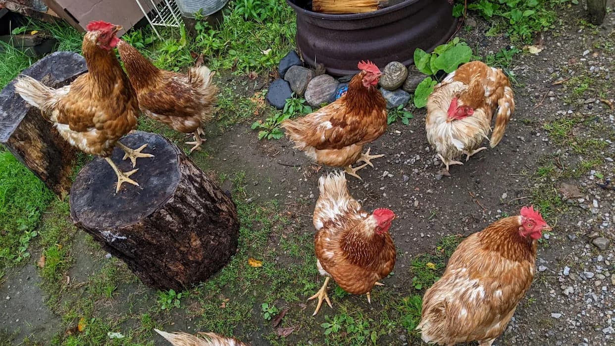 Backyard Poultry Linked to 150 New Salmonella Cases; 54 Hospitalized and One Death