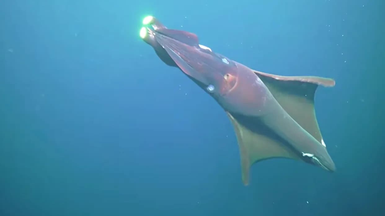 Rare Giant Squid Detected via eDNA in Deep Canyons Off Western Australia — 226 Species Catalogued