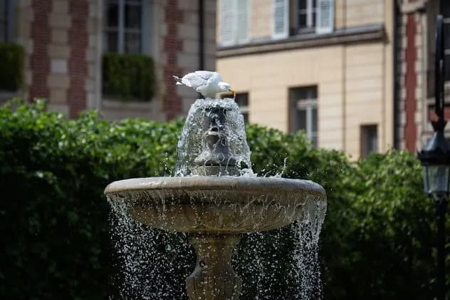 Heat Waves Impair Animal Brains and Behavior, Studies Find