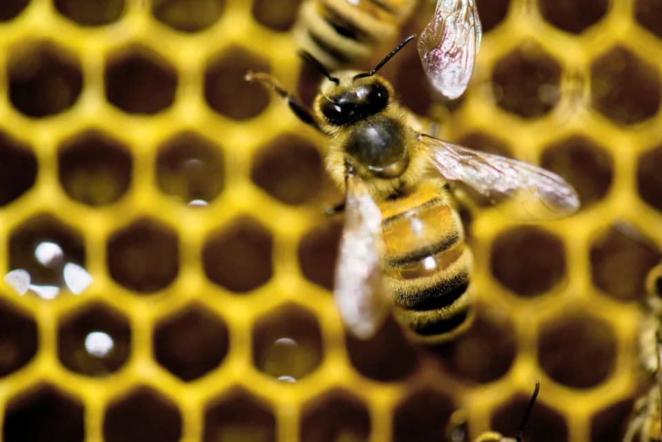 Queen-Making Goes Beyond Royal Jelly: Specialized Worker Bees Shape Queen Development