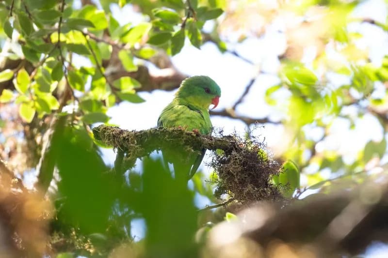 Blue-fronted Lorikeet Rediscovered on Buru: Rare Parrot Photographed and Recorded After Nearly a Century