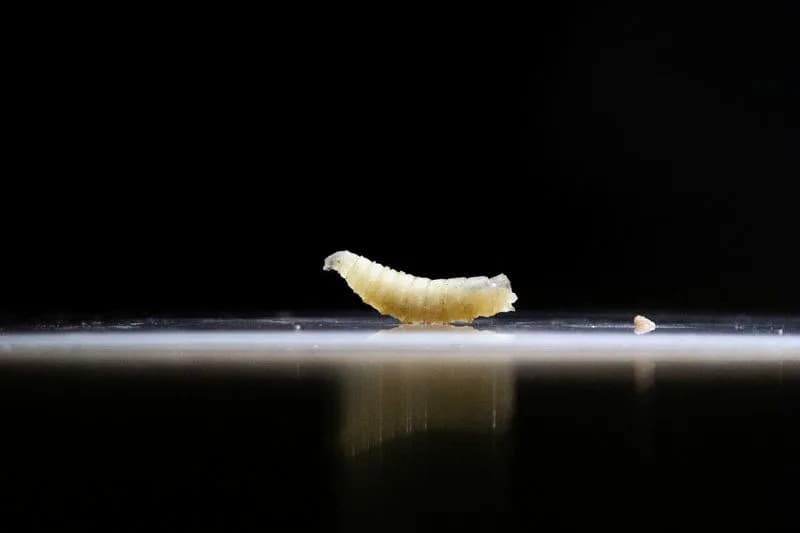 USDA Confirms Flesh-Eating New World Screwworm in Texas Calf, Threat to U.S. Cattle Herd