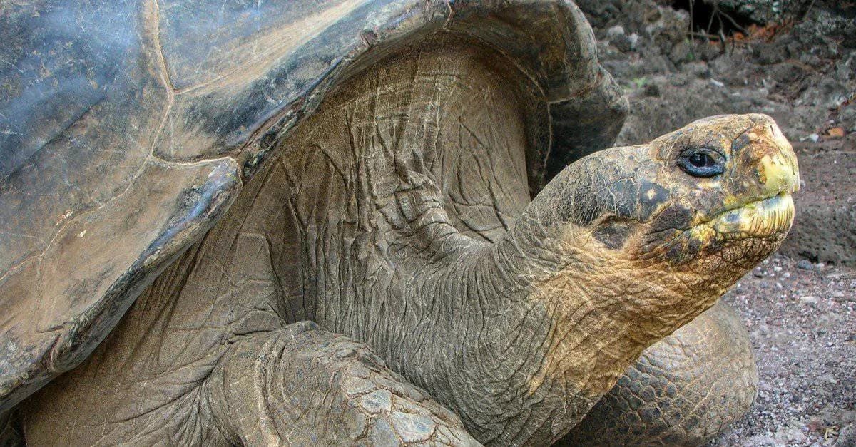 Lonesome George Wasn’t Necessarily the End: Hybrid Tortoises May Preserve the Pinta Lineage