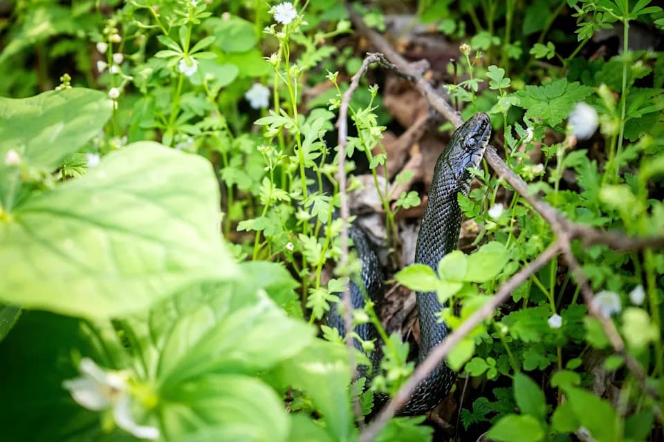 Do Snakes Have Squatters' Rights? Realtor's Showing Interrupted by Slithering Tenants