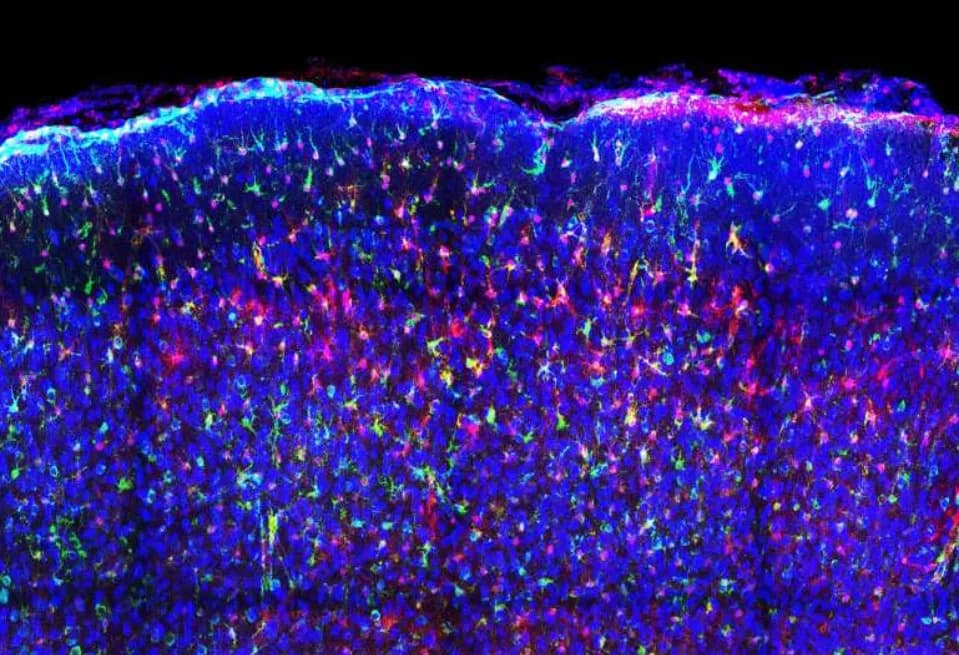 Fluorescent Nanobody Toolkit Lets Scientists Watch Inside Living Cells in Multiple Colors