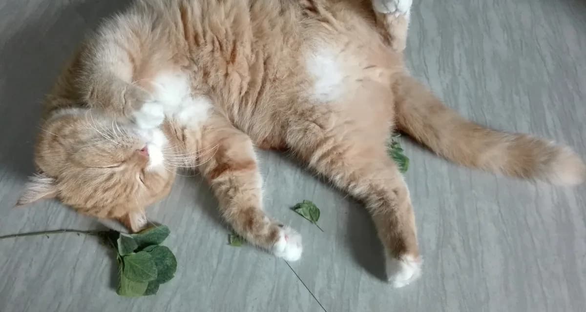 Why Catnip Makes Cats ‘High’ — It May Be an Evolutionary Mosquito Shield