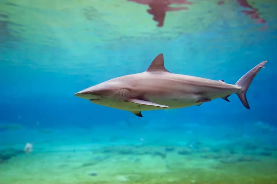 Dusky Shark Returns: Rare Sighting Off Massachusetts Sparks Cautious Optimism