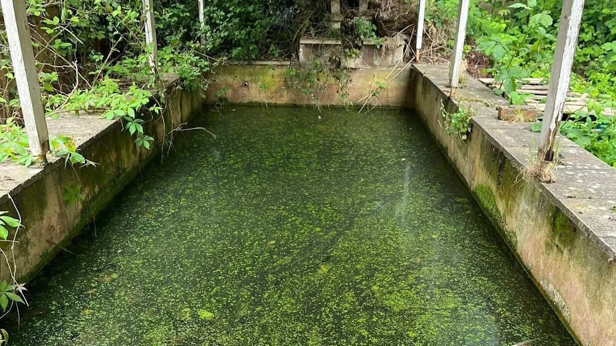 16 Cats Found Dead In Abandoned Coventry Pond — RSPCA And Police Investigate