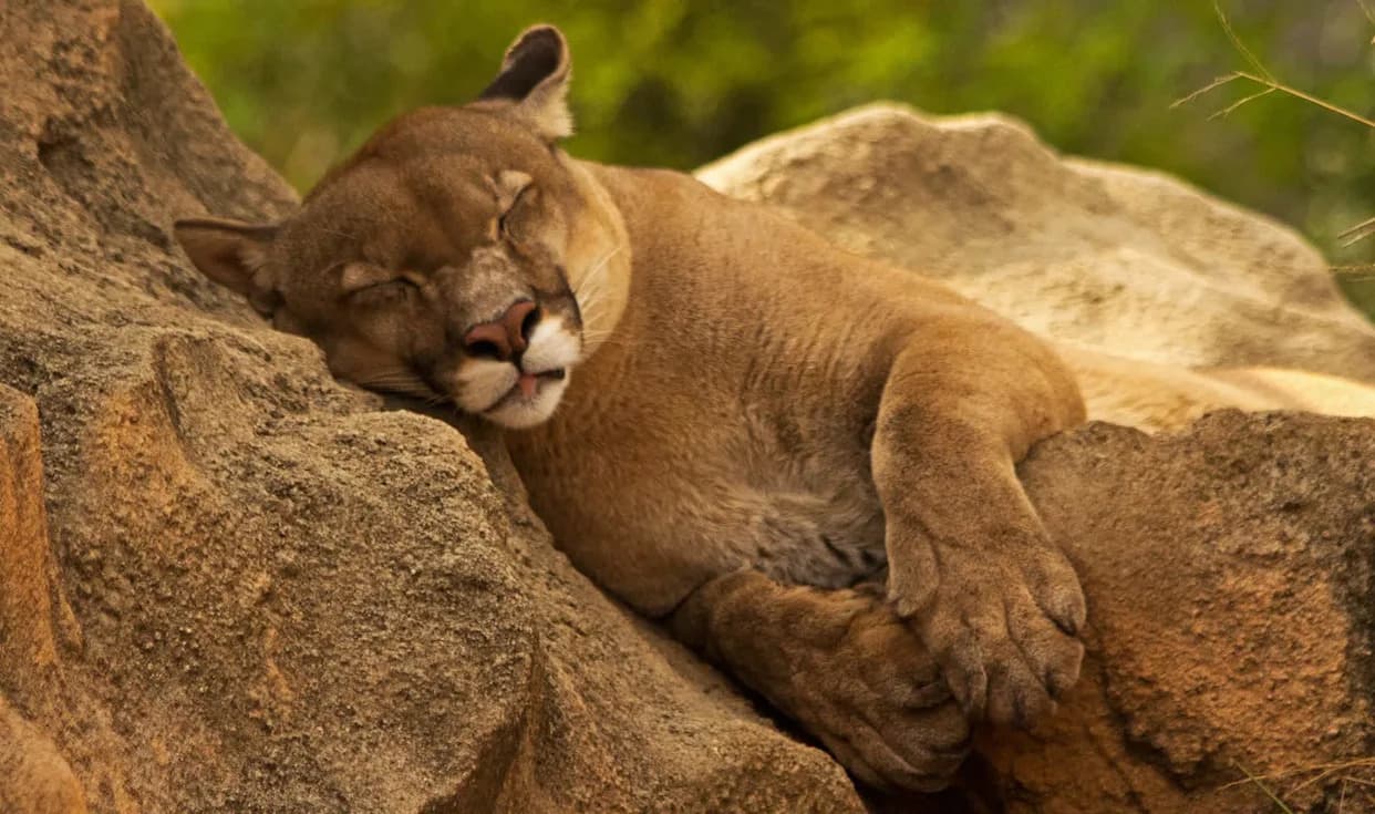 Mountain Lion Found Napping in Santa Monica Backyard — Safely Tranquilized and Relocated