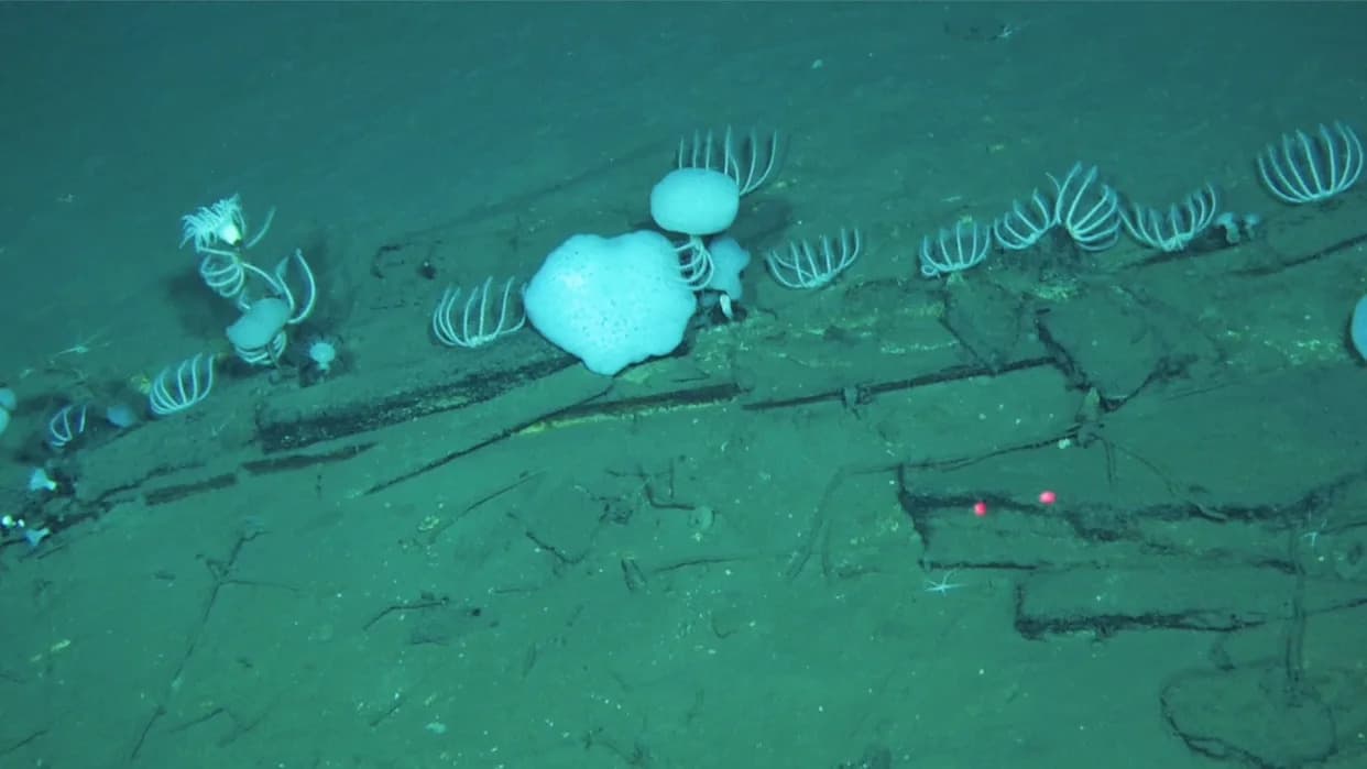 745‑Mile Whale Graveyard Found Deep in the Indian Ocean — A Unique Window into Ancient Deep‑Sea Life
