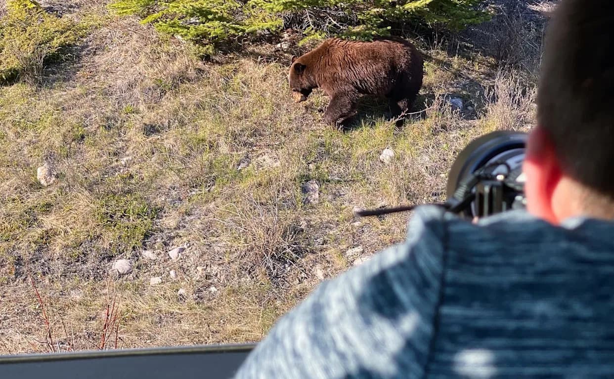 Viral Video Shows Yellowstone Visitor Chasing Grizzly, Clinging to Truck for Photos