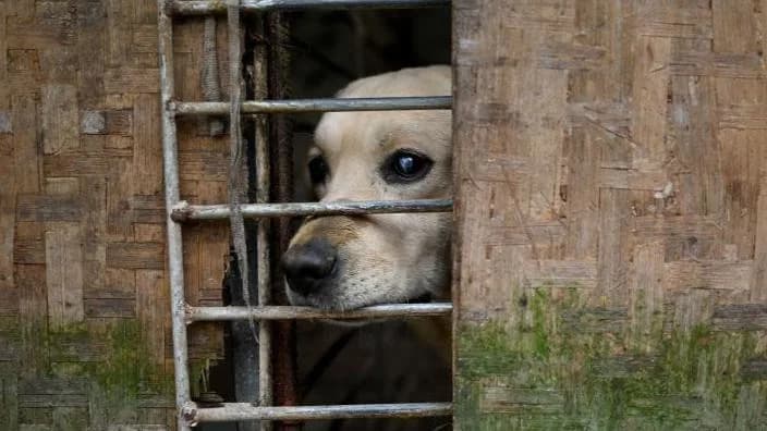 Chinese Man Detained After Disturbing Dog-Torture Videos Spark Mass Protests