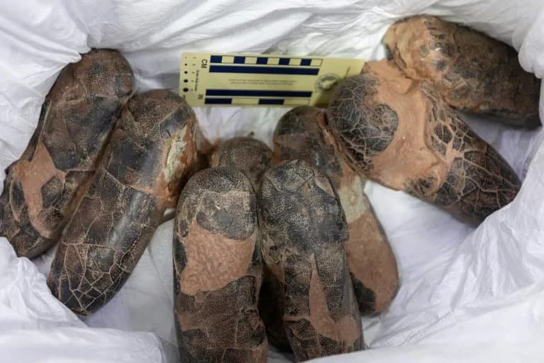 Smuggled Tarbosaurus and Gobi Fossils Returned to Mongolia After Two Decades