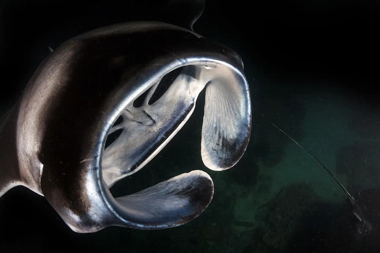 Reef Manta Rays Don’t Flee Monsoons — They Dive Hundreds of Feet Near Papua New Guinea