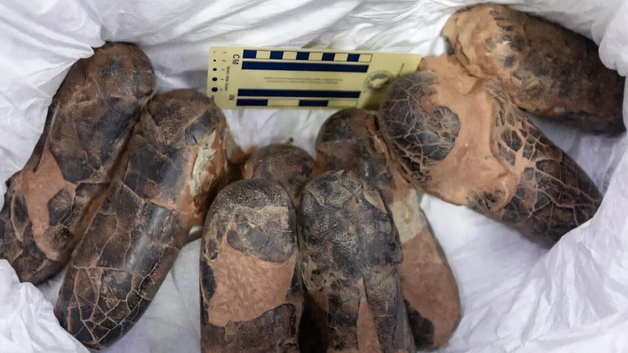 Rare Tarbosaurus and 28 Other Dinosaur Fossils Repatriated to Mongolia After Nearly 20 Years
