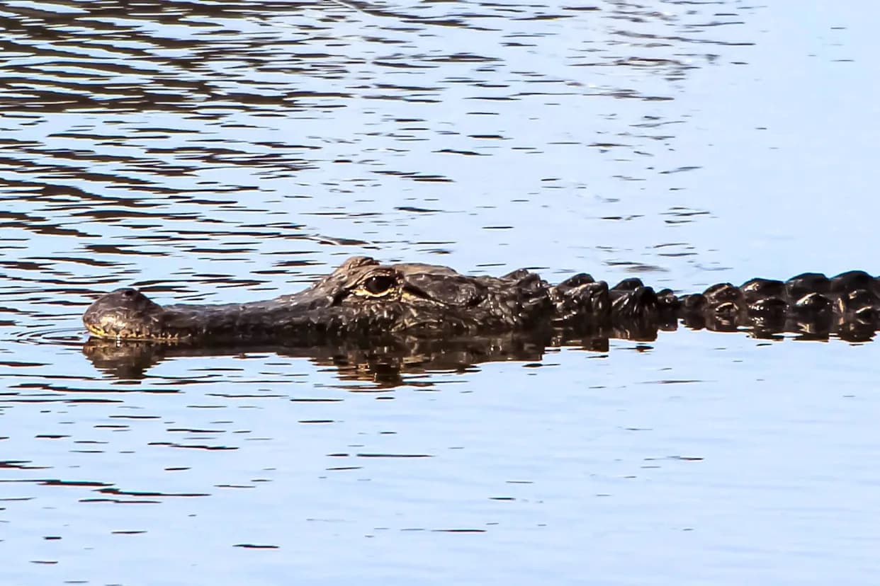 Suspected Drunk Driver Jumps From Overpass, Bitten By Alligator During Louisiana Swamp Chase