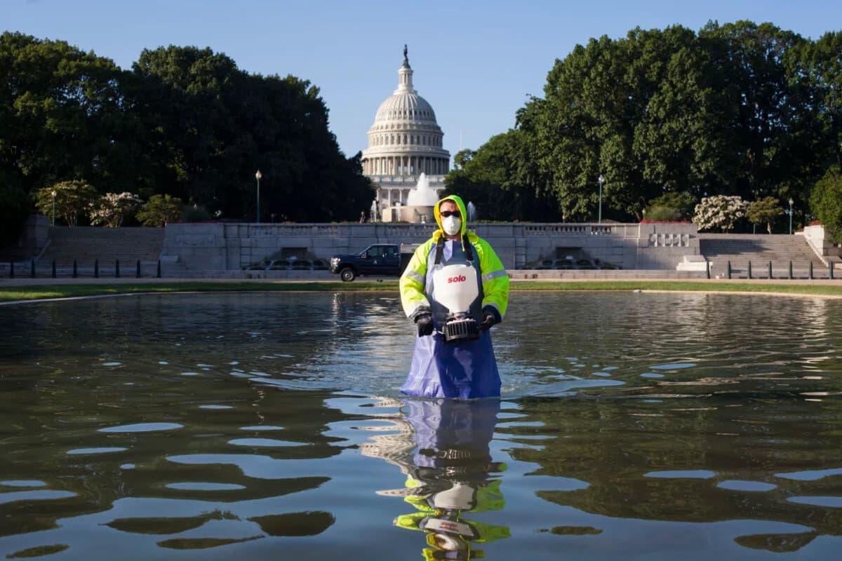After $14M Renovation, Lincoln Memorial Reflecting Pool Still Falls Victim To Algae Bloom