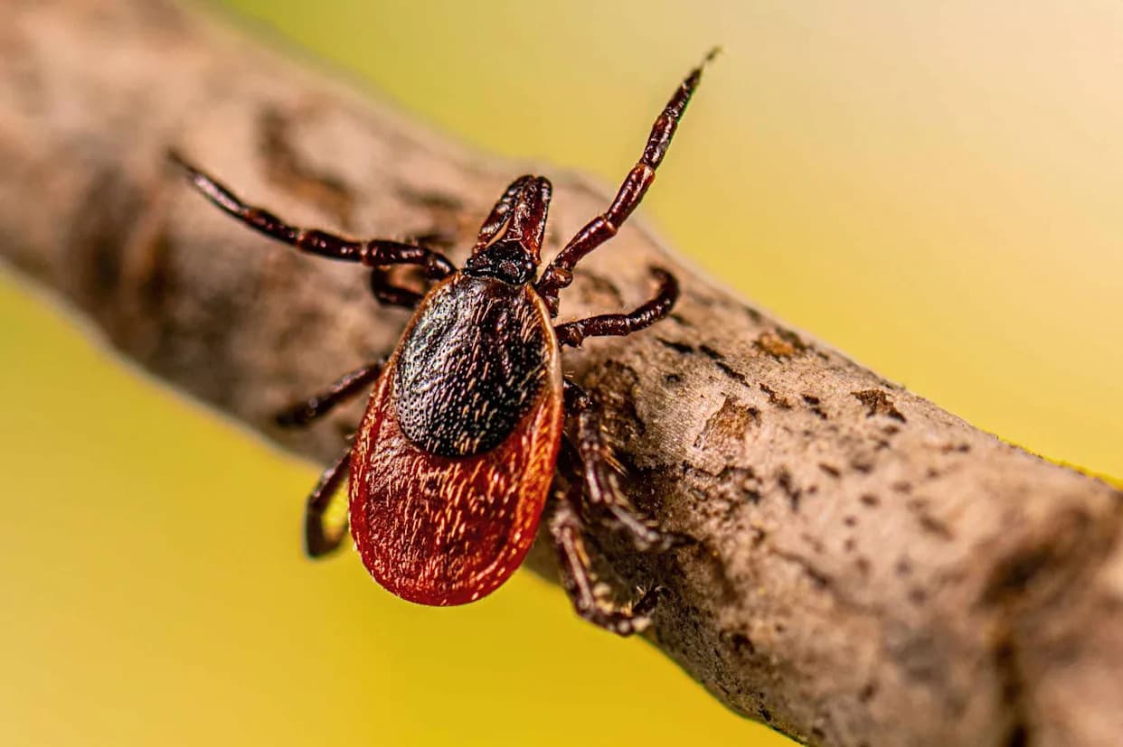 Extremely Rare Tick-Borne Bacterium Detected in California Resident — Fourth Human Case Worldwide