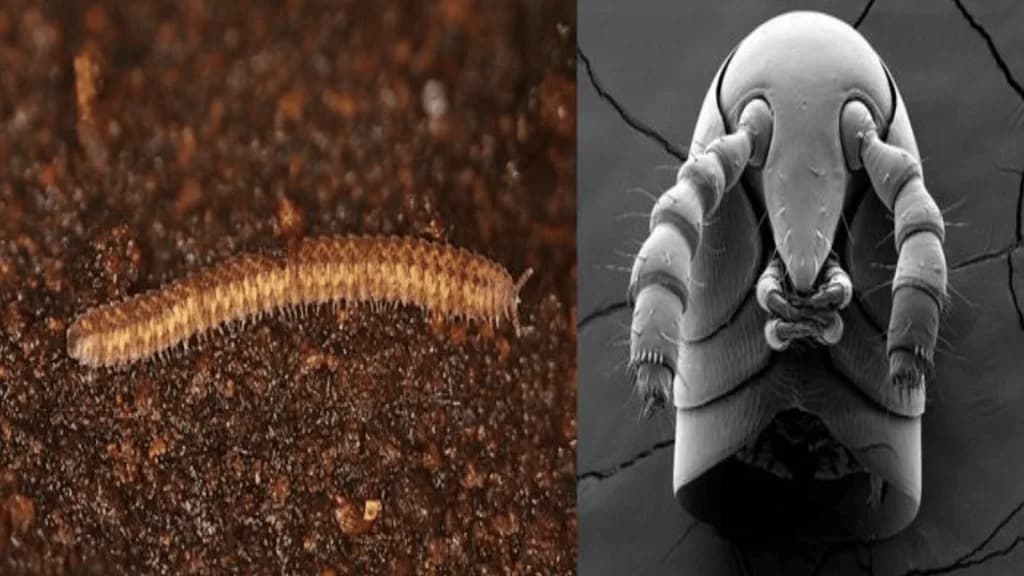 Study Rewrites Land-Animal Timeline: Millipedes Originated About 460 Million Years Ago