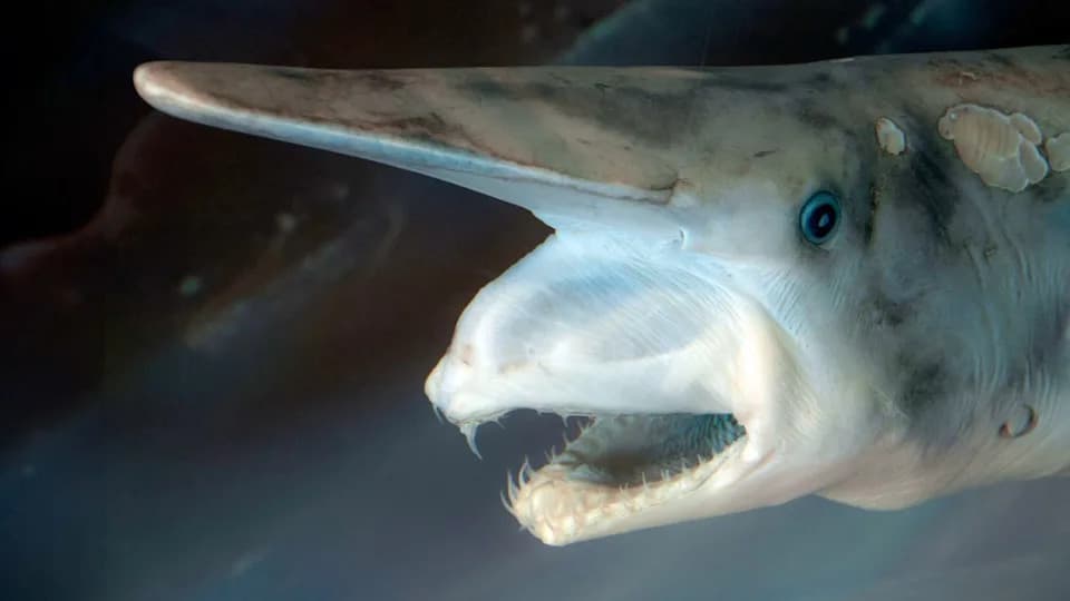 Rare Deep-Sea Footage Shows Goblin Shark in the Wild — Filmed 2,000 m Down